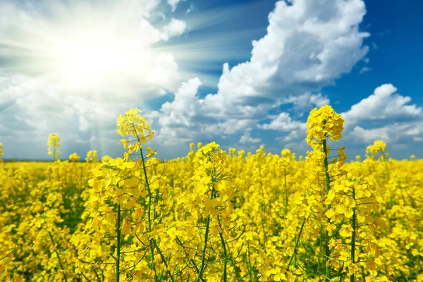 Gelbes Blumenfeld mit Sonne, schöne Frühlingslandschaft, strahlend sonniger Tag, Raps — Stockfoto