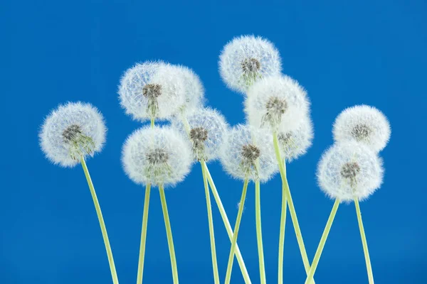 青い色の背景上のタンポポの花、空白の背景、自然と春のシーズン コンセプトにオブジェクトをグループ化. — ストック写真