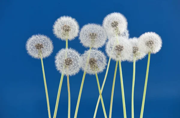 Pitypang virág a kék szín háttér, üres hátteret, a természet és a tavaszi szezonban koncepciója objektumot. — Stock Fotó