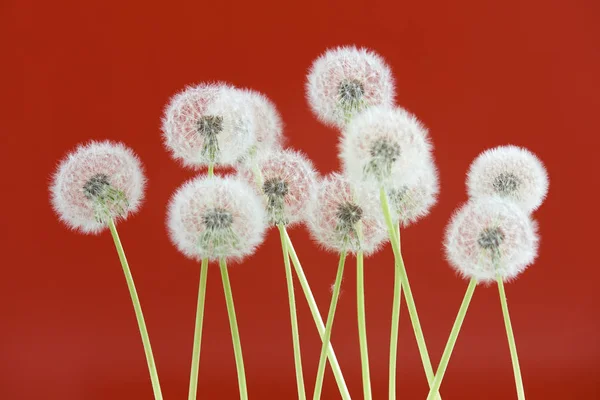 Paardebloem bloem op rode kleur achtergrond, objecten groeperen op lege ruimte achtergrond, de natuur en de lente seizoen concept. — Stockfoto