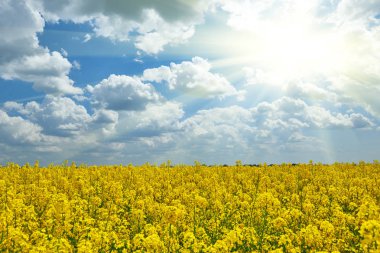 Parlak sarı çiçek alan güneş, güzel bahar peyzaj, kolza tohumu ile