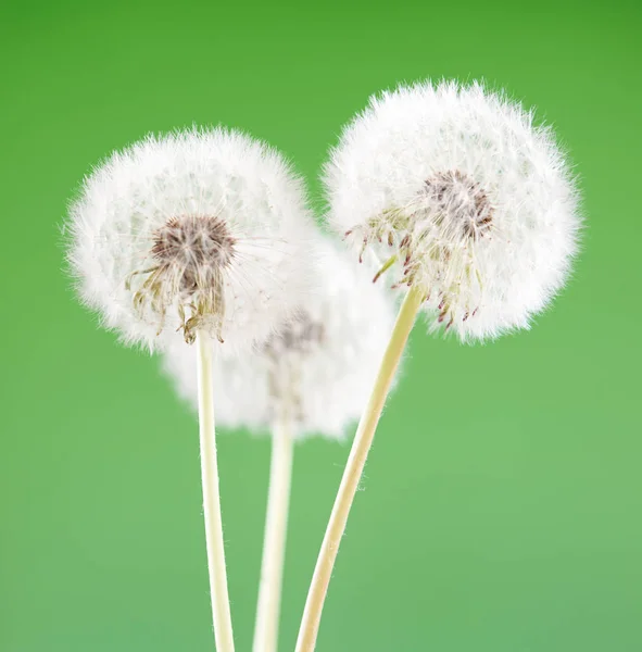 Diente de león sobre fondo verde en blanco, hermosa flor, naturaleza y concepto de primavera . —  Fotos de Stock