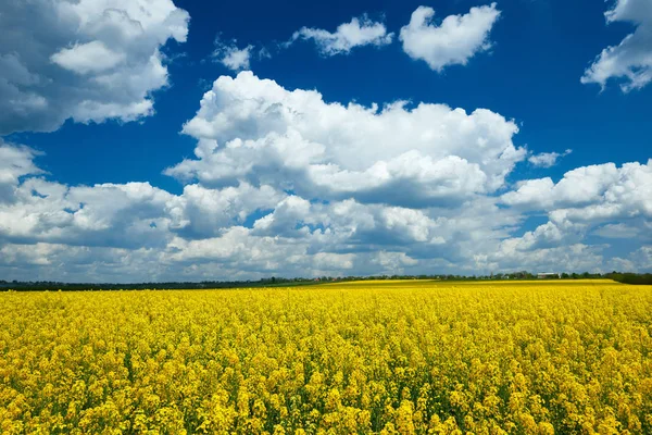 Желтое цветочное поле, красивый весенний пейзаж, яркий солнечный день, семена рапса — стоковое фото