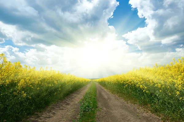 Дорога в желтом цветочном поле с солнцем, красивый весенний пейзаж, яркий солнечный день, семена рапса — стоковое фото