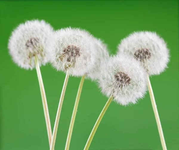 Diente de león sobre fondo verde en blanco, hermosa flor, naturaleza y concepto de primavera . —  Fotos de Stock