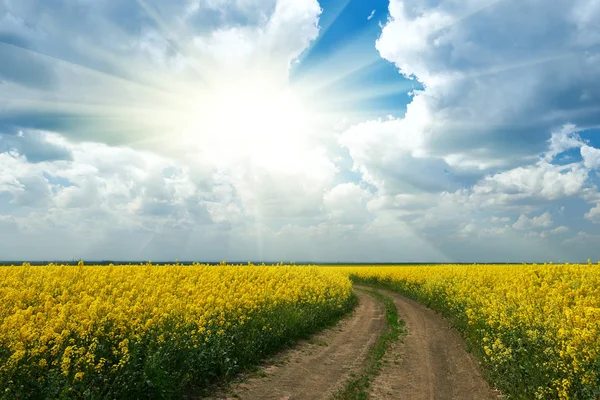 Дорога в желтом цветочном поле с солнцем, красивый весенний пейзаж, яркий солнечный день, семена рапса — стоковое фото