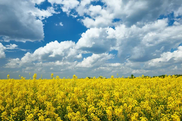 Campo de flores amarillo brillante, hermoso paisaje de primavera, colza — Foto de Stock