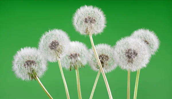 Diente de león sobre fondo verde en blanco, hermosa flor, naturaleza y concepto de primavera . —  Fotos de Stock