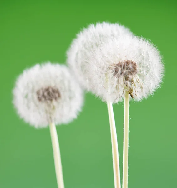 Diente de león sobre fondo verde en blanco, hermosa flor, naturaleza y concepto de primavera . —  Fotos de Stock