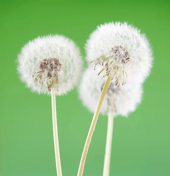 タンポポ空白緑の背景、美しい花、自然と春の概念. — ストック写真