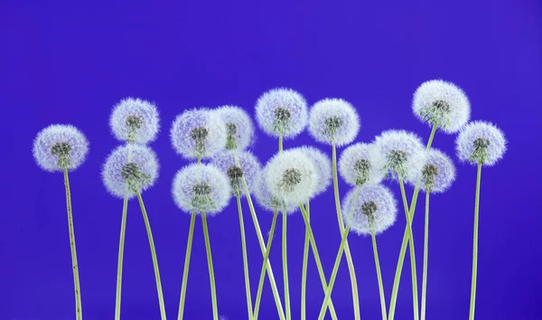Pitypang virág a kék szín háttér, üres hátteret, a természet és a tavaszi szezonban koncepció az oldalcsoport-objektumok. — Stock Fotó
