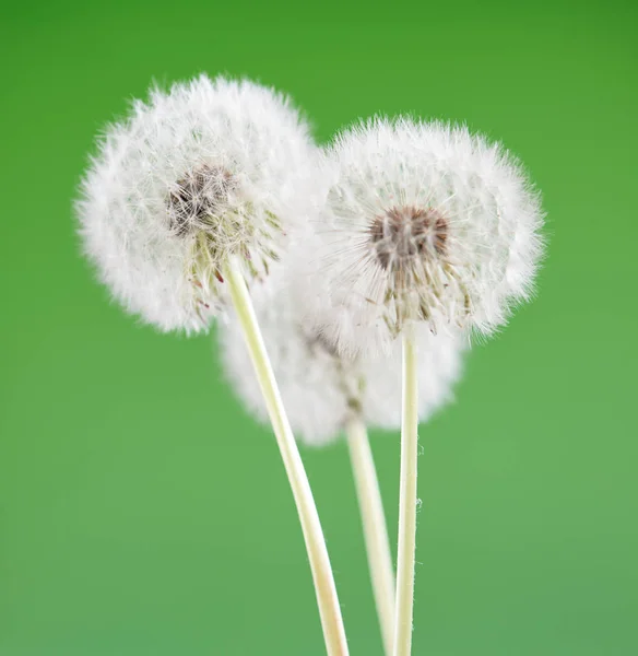Dandelion on blank green background, beautiful flower, nature and spring concept. — Stock Photo, Image