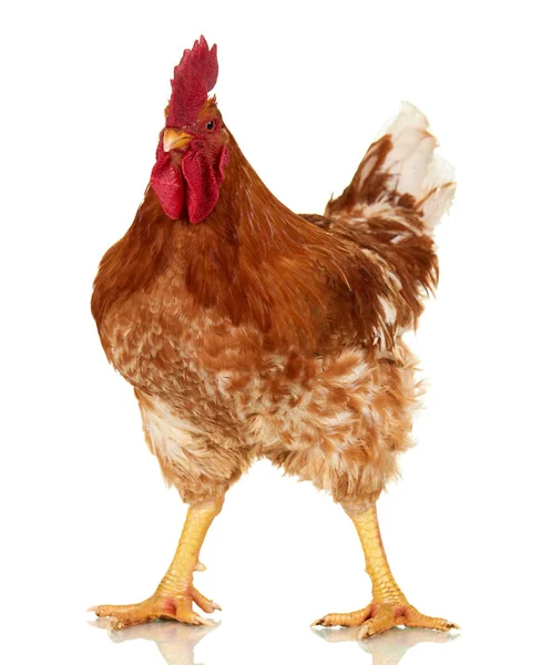 Hahn auf weißem Hintergrund, isoliertes Objekt, lebendes Huhn, ein Großaufnahme-Nutztier — Stockfoto