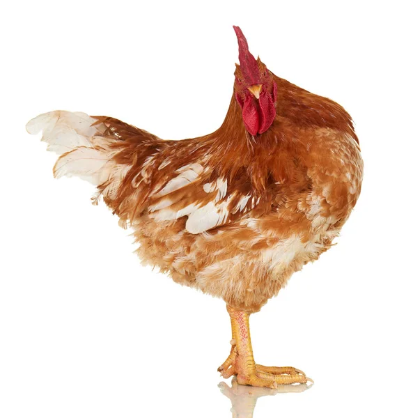 Gallo su sfondo bianco, oggetto isolato, pollo vivo, un animale da allevamento da primo piano — Foto Stock