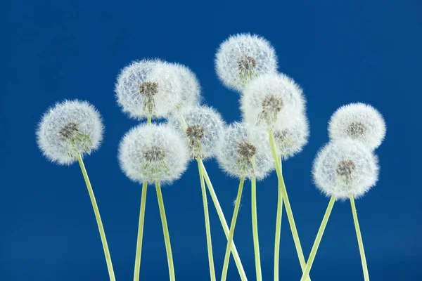 Πικραλίδα λουλούδι σε μπλε φόντο, αντικείμενα ομάδας στον κενό χώρο σκηνικό, την φύση και την άνοιξη σεζόν έννοια. — Φωτογραφία Αρχείου