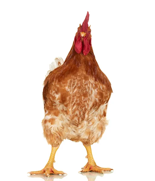 Hahn auf weißem Hintergrund, isoliertes Objekt, lebendes Huhn, ein Großaufnahme-Nutztier — Stockfoto