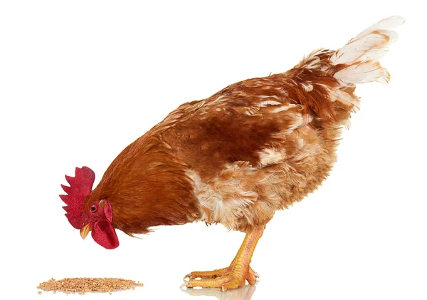 Kohout na bílém pozadí, izolovaný objekt, živé kuře, jeden detailní Farma zvířat — Stock fotografie