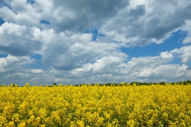 Parlak sarı çiçek alan, güzel bahar peyzaj, kolza tohumu