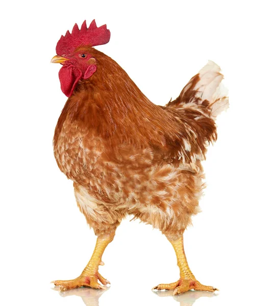 Hahn auf weißem Hintergrund, isoliertes Objekt, lebendes Huhn, ein Großaufnahme-Nutztier — Stockfoto