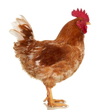 Horoz beyaz arka plan, yalıtılmış nesne, canlı tavuk, bir closeup çiftlik hayvanı