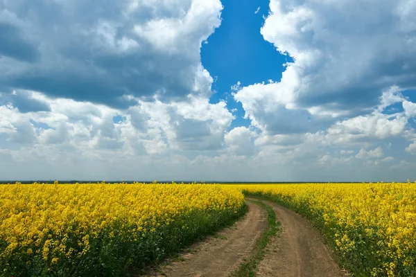 Feldweg in gelbem Blumenfeld, schöne Frühlingslandschaft, strahlend sonniger Tag, Raps — Stockfoto