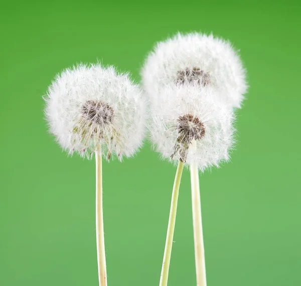 Löwenzahn auf leerem grünen Hintergrund, schöne Blume, Natur und Frühlingskonzept. — Stockfoto