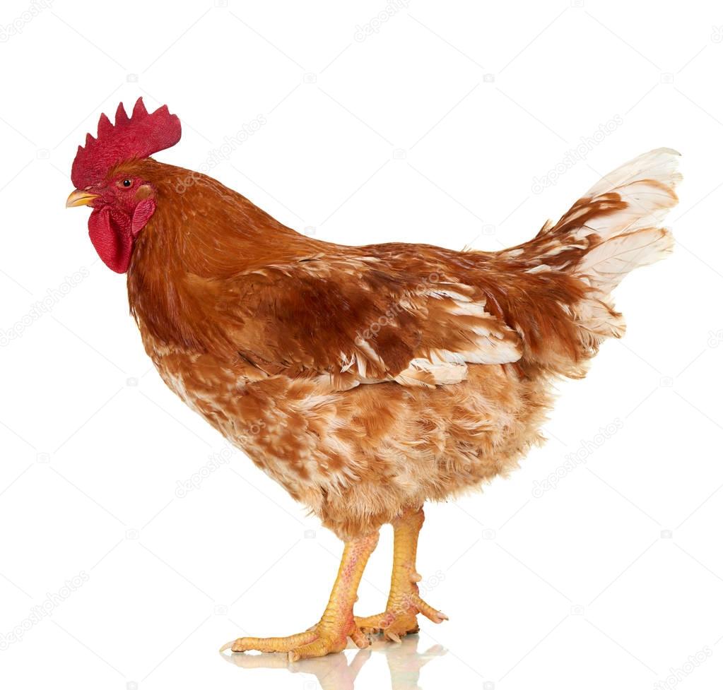 Rooster on white background, isolated object, live chicken, one closeup ...