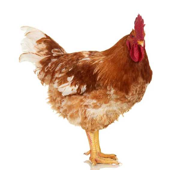 Gallo sobre fondo blanco, objeto aislado, pollo vivo, un primer plano animal de granja — Foto de Stock