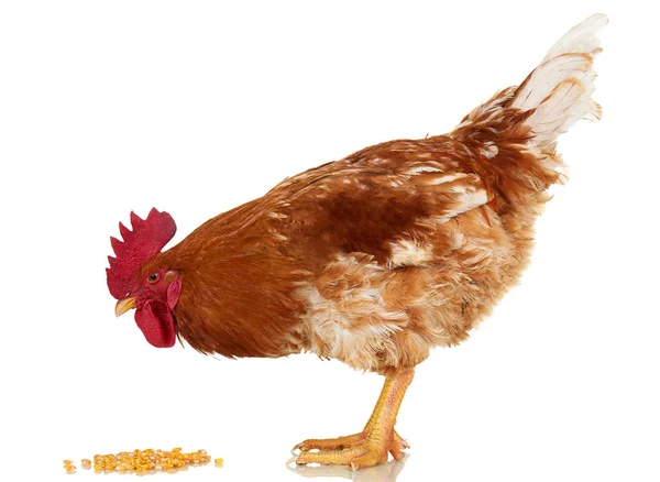 Hahn auf weißem Hintergrund, isoliertes Objekt, lebendes Huhn, ein Großaufnahme-Nutztier — Stockfoto