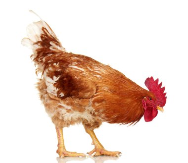 Beyaz arka plan, yalıtılmış nesne, canlı tavuk, bir closeup çiftlik hayvan kahverengi horoz