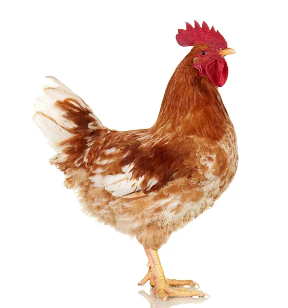 Brown rooster on white background, isolated object, live chicken, one closeup farm animal — Stock Photo, Image