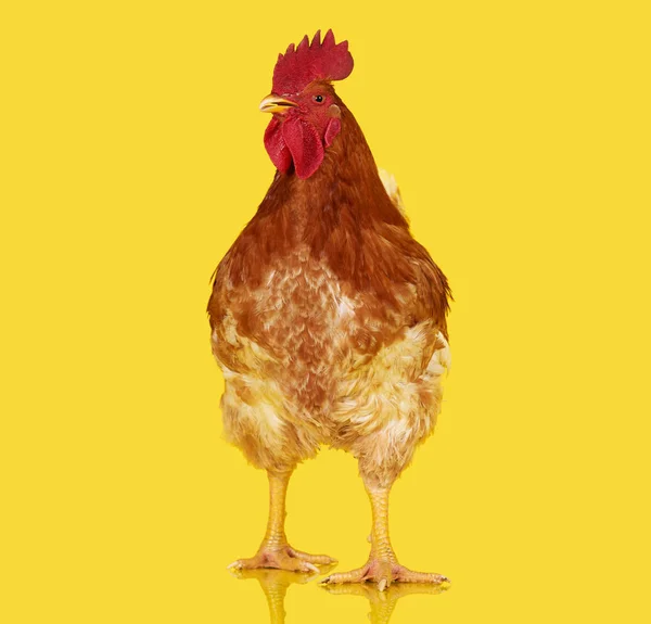 Brown rooster on yellow background, live chicken, one closeup farm animal — Stock Photo, Image