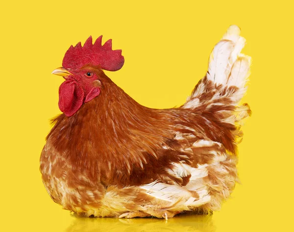 Καφέ κόκορα σε κίτρινο φόντο, ζωντανό κοτόπουλο, ένα closeup φάρμα των ζώων — Φωτογραφία Αρχείου