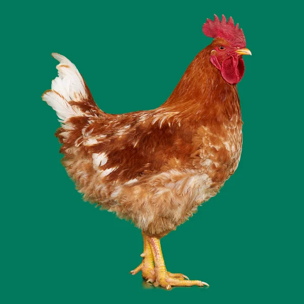 Gallo bruno su sfondo verde, pollo vivo, un animale da allevamento da primo piano — Foto Stock