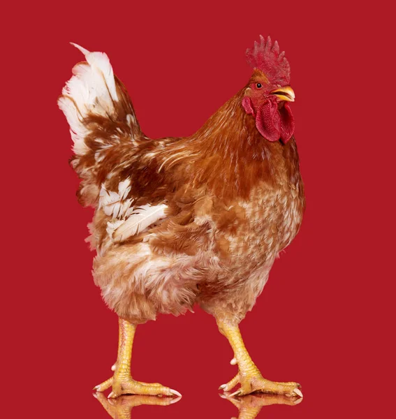Gallo bruno su sfondo rosso, pollo vivo, un animale da allevamento da primo piano — Foto Stock