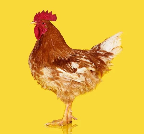 Hnědý kohout na žlutém pozadí, živé kuře, jeden detailní Farma zvířat — Stock fotografie