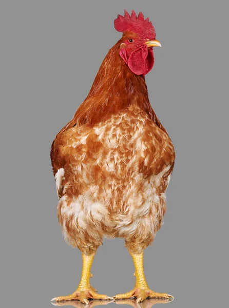 Coq brun sur fond gris, poulet vivant, un gros animal de ferme — Photo