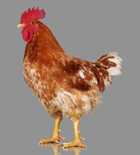Brauner Hahn auf grauem Hintergrund, lebendes Huhn, ein Großaufnahme-Nutztier — Stockfoto