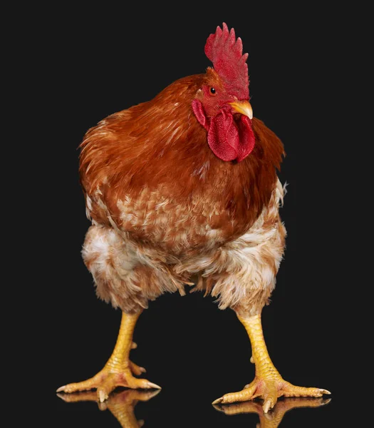 1 つクローズ アップ ファーム動物、生きた鶏黒の背景に茶色の鶏 — ストック写真