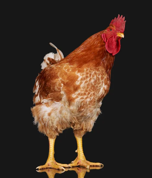 Gallo bruno su sfondo nero, pollo vivo, un animale da allevamento da primo piano — Foto Stock