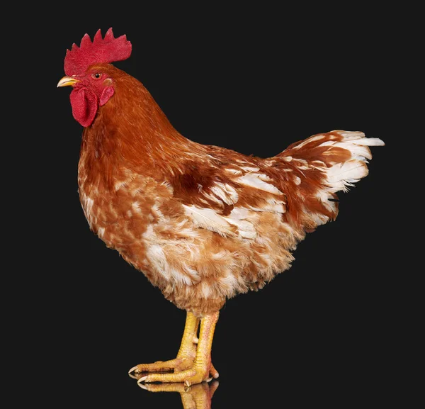 Brauner Hahn auf schwarzem Hintergrund, lebendes Huhn, ein Großaufnahme-Nutztier — Stockfoto