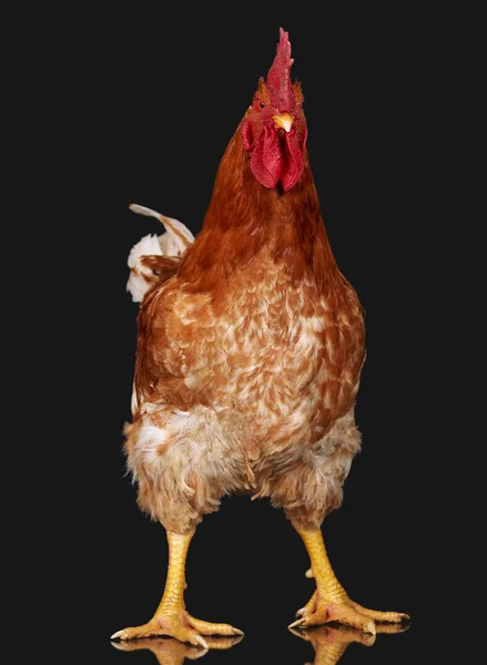 Barna kakas, a fekete háttér, élő csirkét, egy closeup haszonállat — Stock Fotó