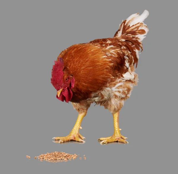 Gallo marrón comer semilla de trigo, fondo gris, pollo vivo, un primer plano animal de granja — Foto de Stock