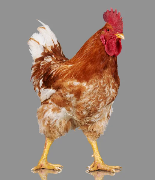 Brauner Hahn auf grauem Hintergrund, lebendes Huhn, ein Großaufnahme-Nutztier — Stockfoto