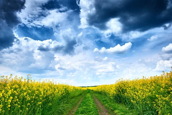 Strada interrata nel campo di colza giallo fiore, bellissimo paesaggio primaverile — Foto Stock