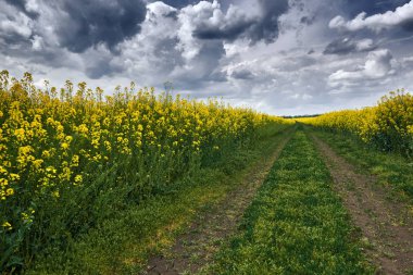 kolza tohumu sarı çiçek alanında, Bahar yatay, moody gökyüzü karanlık yere yol