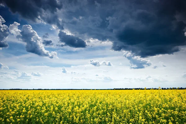Campo de flores de colza amarilla en la temporada de primavera, hermoso paisaje —  Fotos de Stock