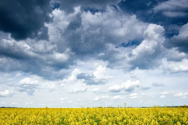 Campo de flores de colza amarilla en la temporada de primavera, hermoso paisaje —  Fotos de Stock