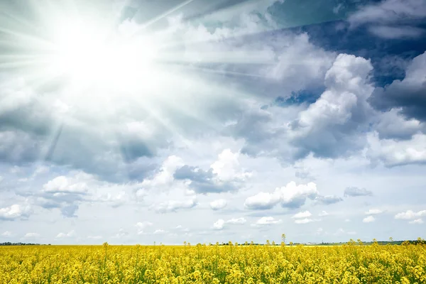 Rapiță câmp de flori galbene în sezonul de primăvară, peisaj frumos, soare strălucitor — Fotografie, imagine de stoc