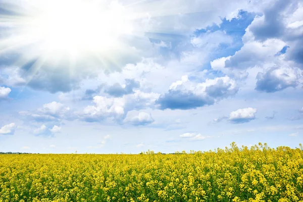 Rapsgelbes Blumenfeld im Frühling, schöne Landschaft, strahlende Sonne — Stockfoto
